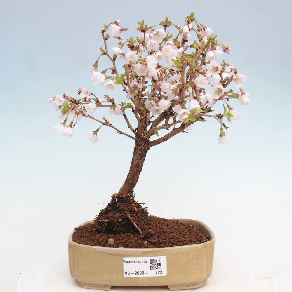 Kültéri bonsai - Prunus incisa Kojou-no mai-Plivon kivágva