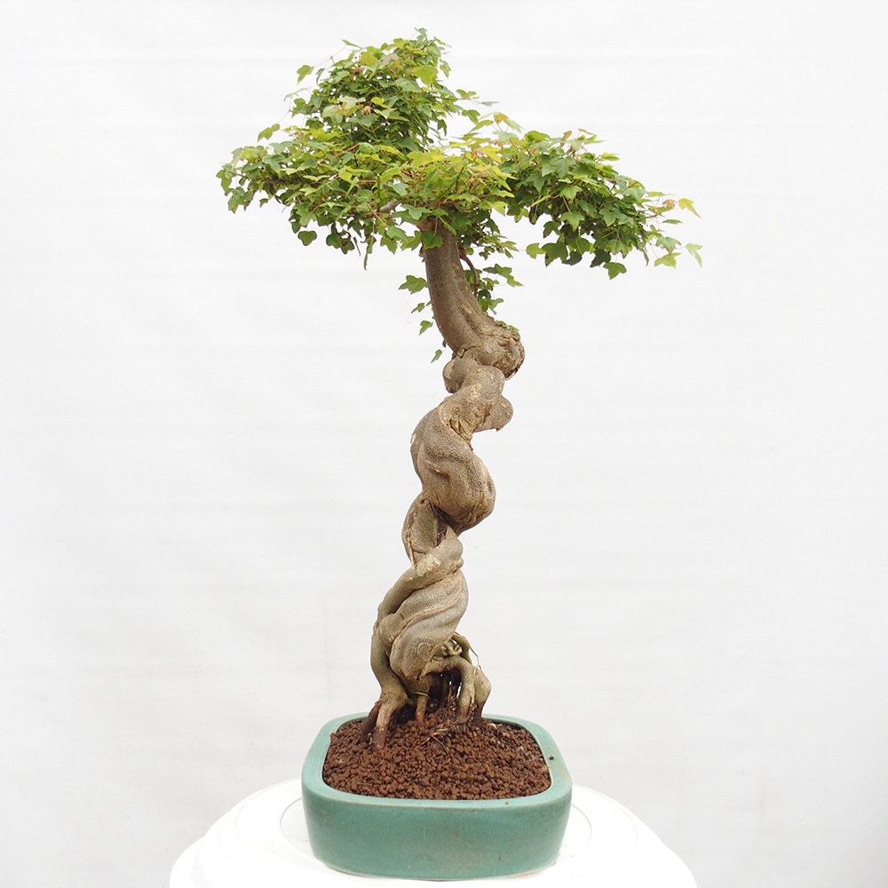 Kültéri bonsai - Acer Buergerianum - Burger juhar