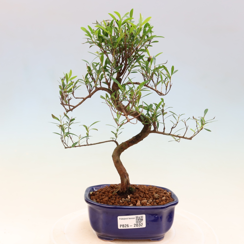 Szobai bonsai - Syzygium - Pimento