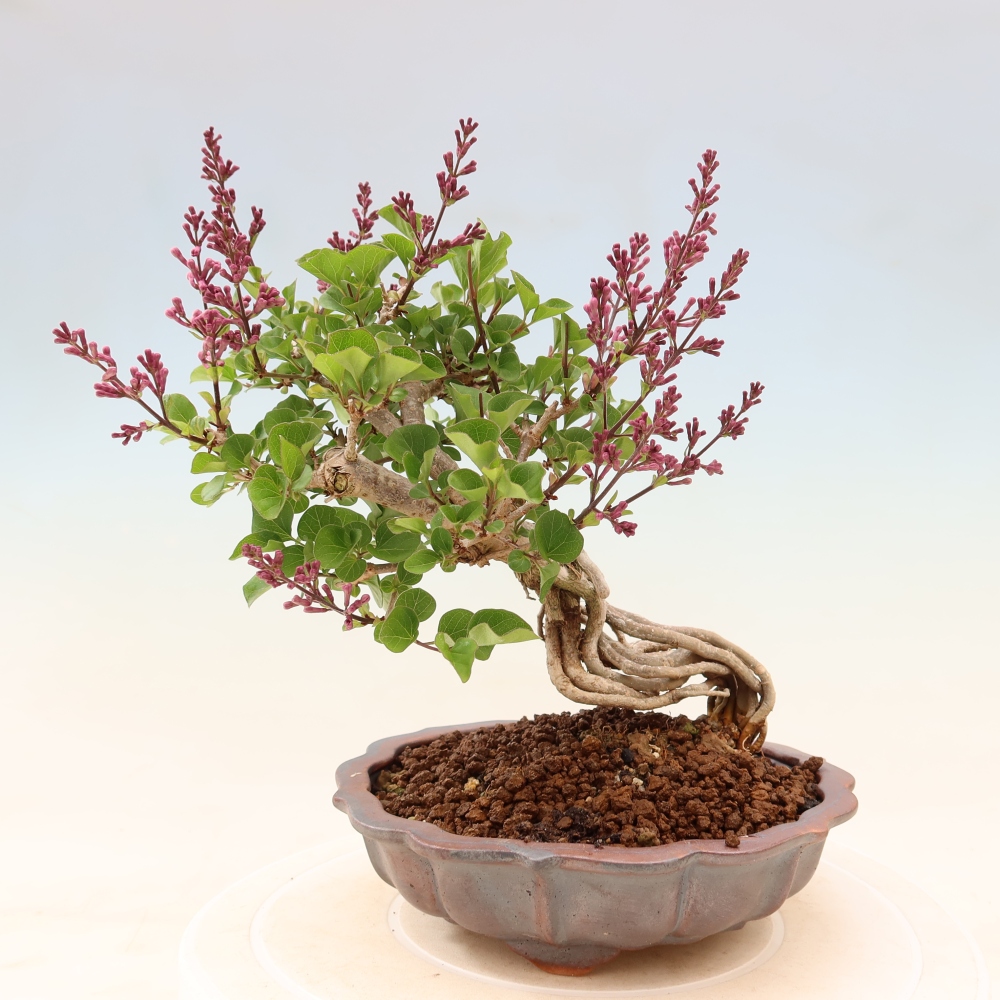Kültéri bonsai - Syringa microphylla - kisvirágú lila