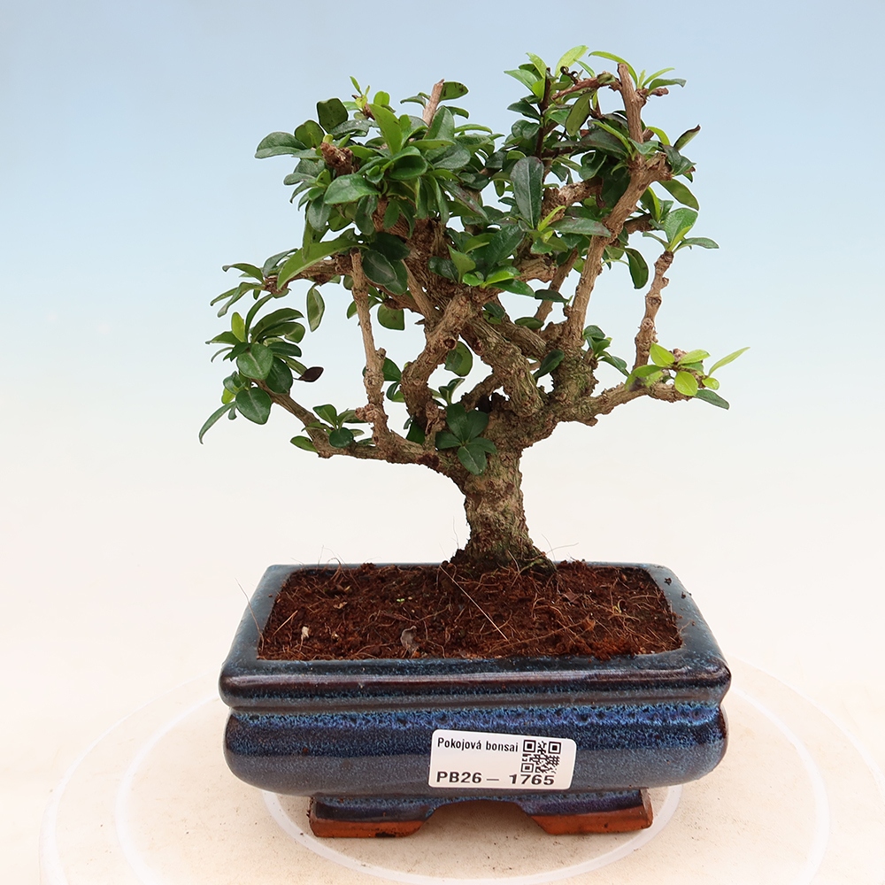 Szobai bonsai - Carmona macrophylla - Tea fuki