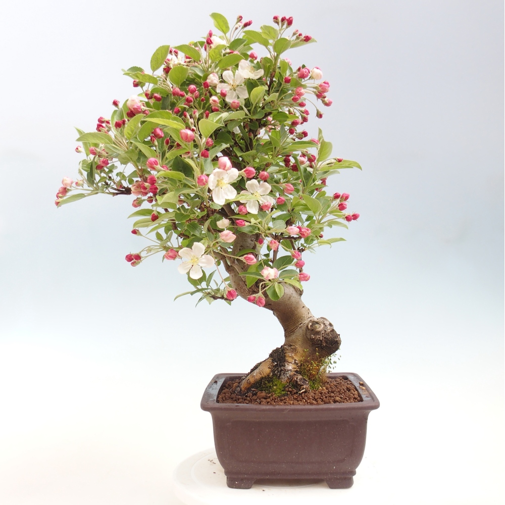 Kültéri bonsai -Malus halliana - Kis gyümölcsű almafa
