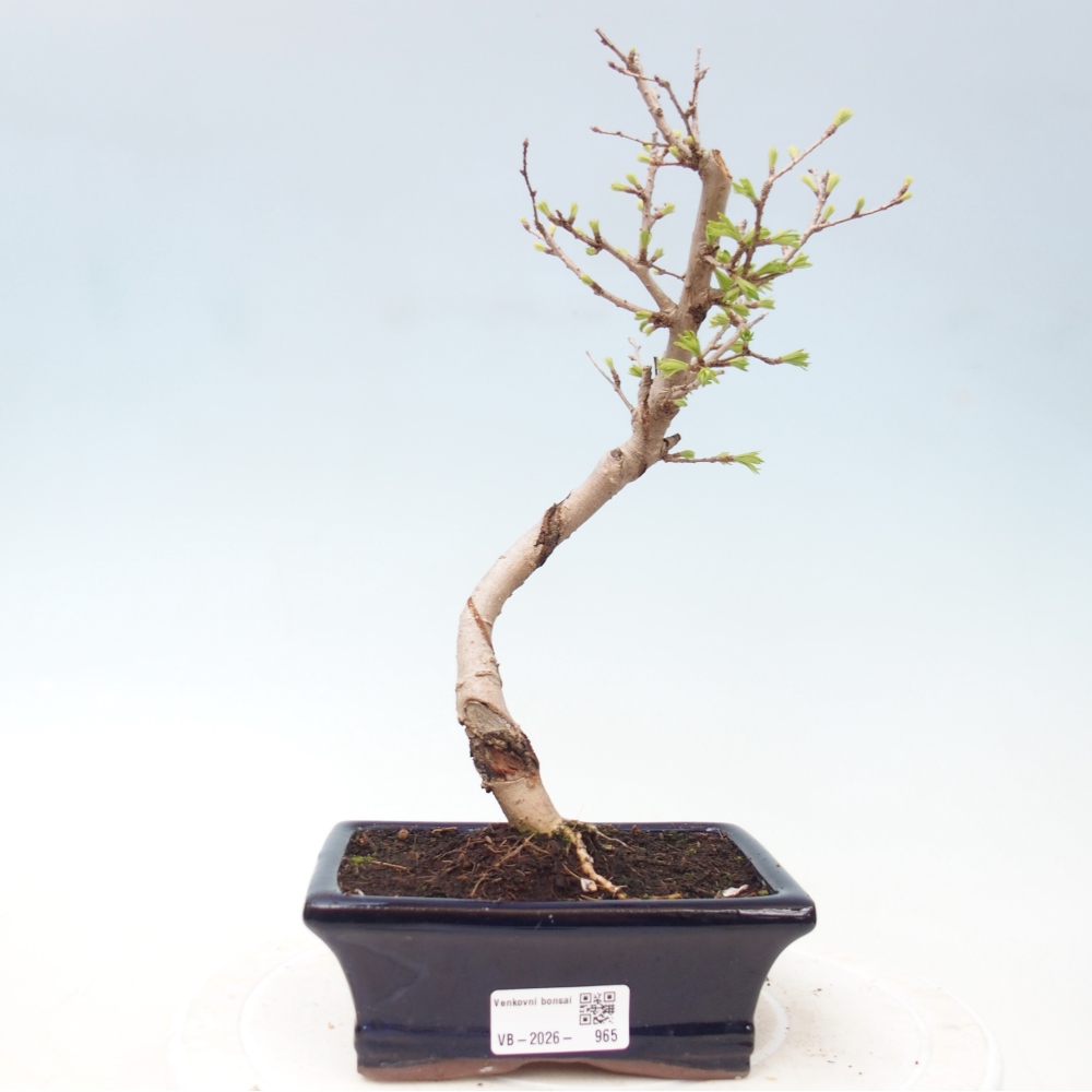 Kültéri bonsai -Pseudolarix amabis-Pseudolarix amabis-Pseudolarix amabis