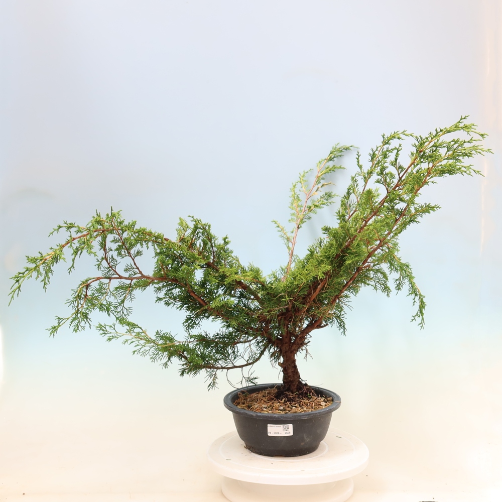 Kültéri bonsai - Juniperus chinensis Itoigawa