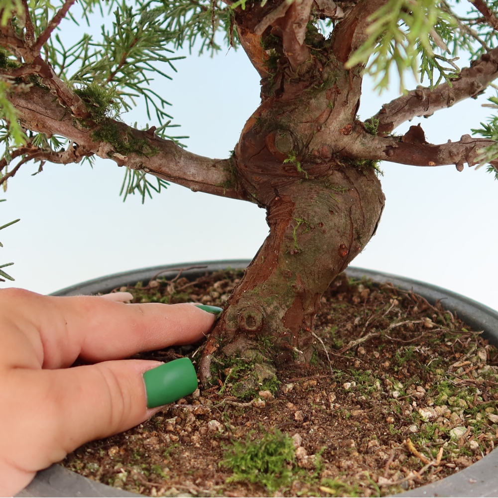 Kültéri bonsai - Juniperus chinensis Itoigawa-Juniperus chinensis