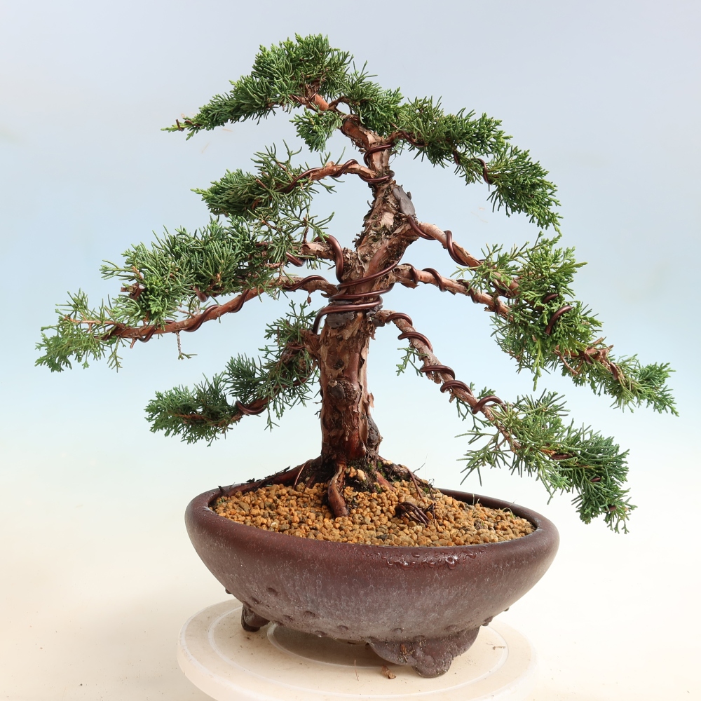 Kültéri bonsai - Juniperus chinensis Kishu