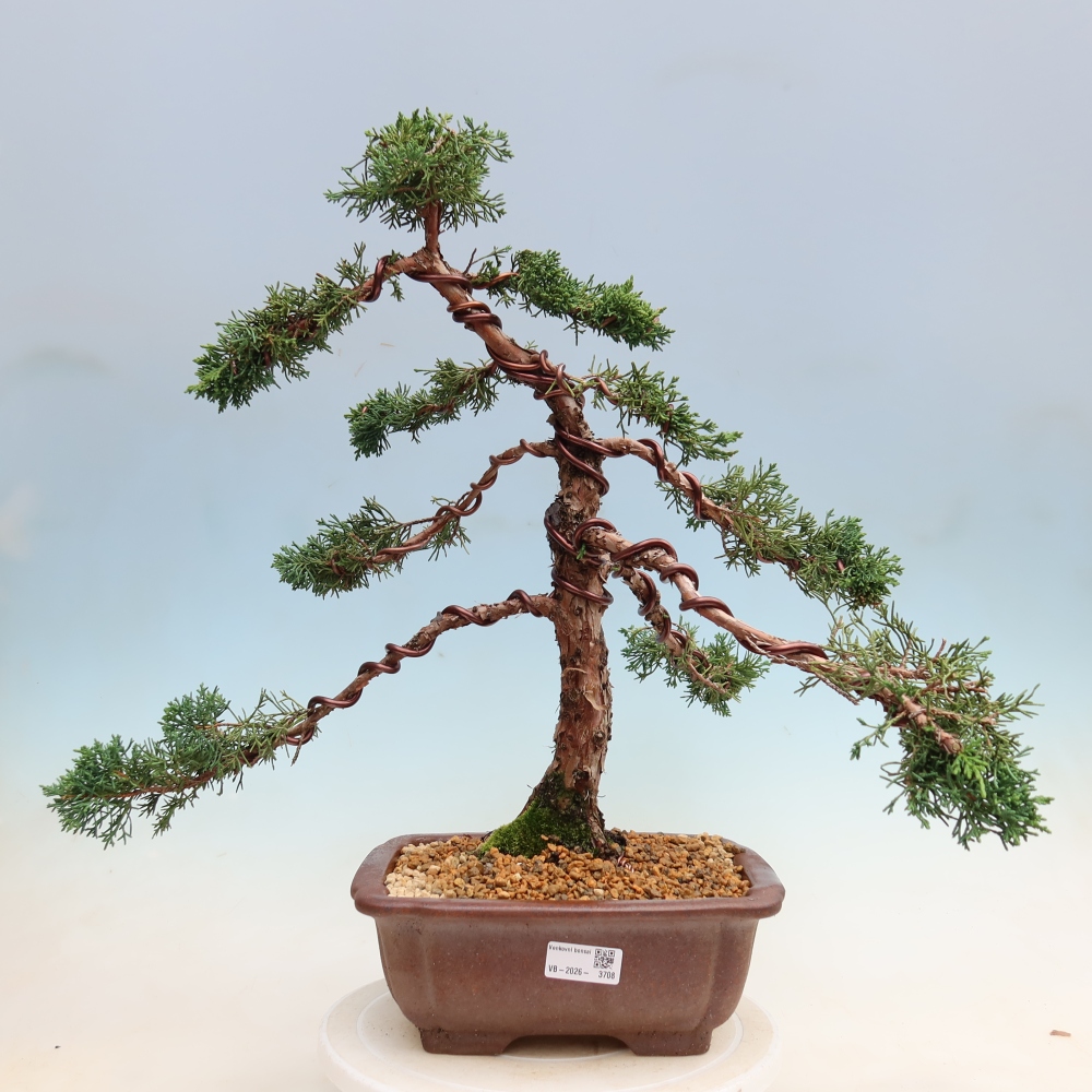 Kültéri bonsai - Juniperus chinensis Kishu