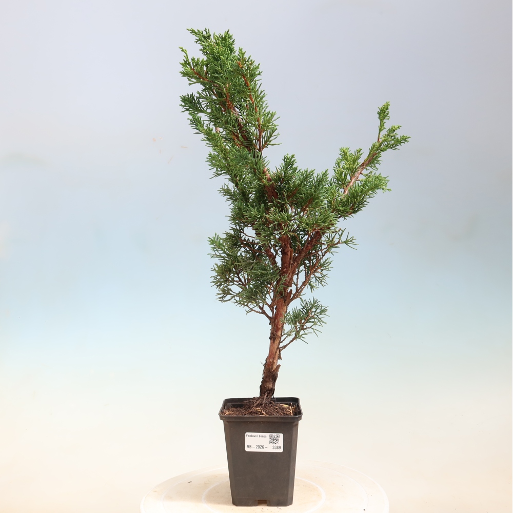 Kültéri bonsai - Juniperus chinensis Kishu