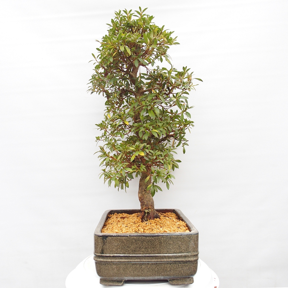 Kültéri bonsai - Japán azálea - Azalea satsuki