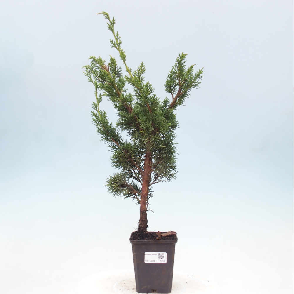 Kültéri bonsai - Juniperus chinensis Kishu