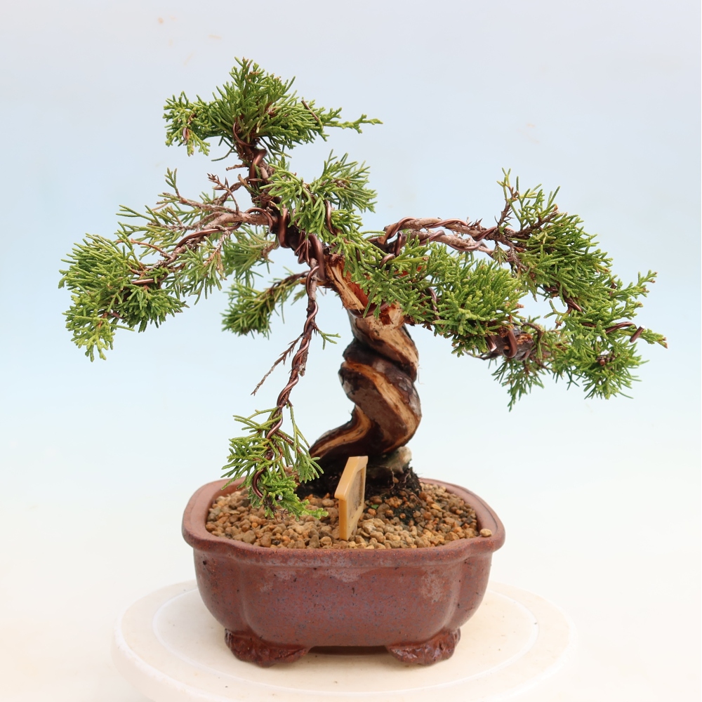 Kültéri bonsai - Juniperus chinensis Itoigawa-Juniperus chinensis