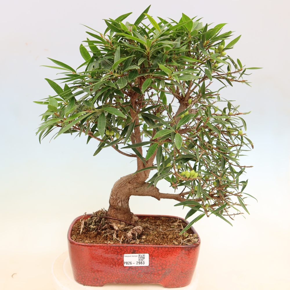 Szobai bonsai - Ficus nerifolia - kislevelű fikusz
