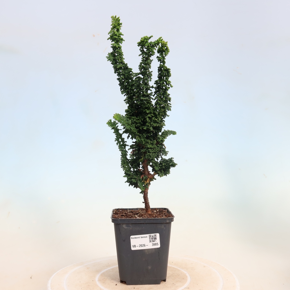 Kültéri bonsai - Cham. obtusa SEKKA HINOKI - Cifra ciprus