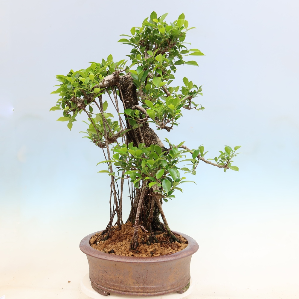 Szobai bonsai - Ficus kimmen - kislevelű fikusz