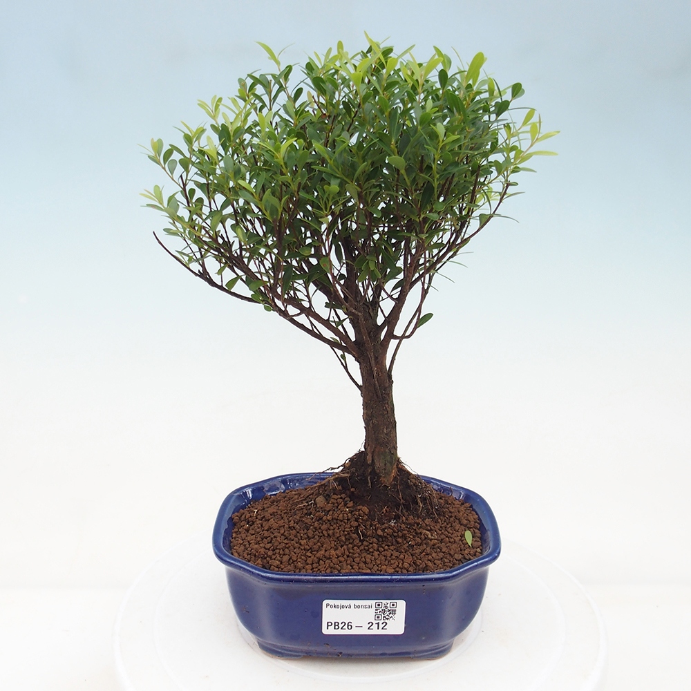 Szobai bonsai - Syzygium - Pimento