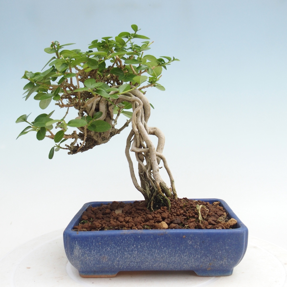 Beltéri bonsai - Premna serratifolia - Kozlovna malolista