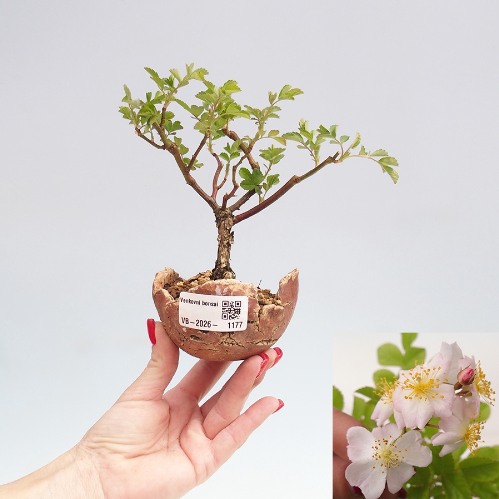 Kültéri bonsai - Rosa sp. - kisvirágú rózsa
