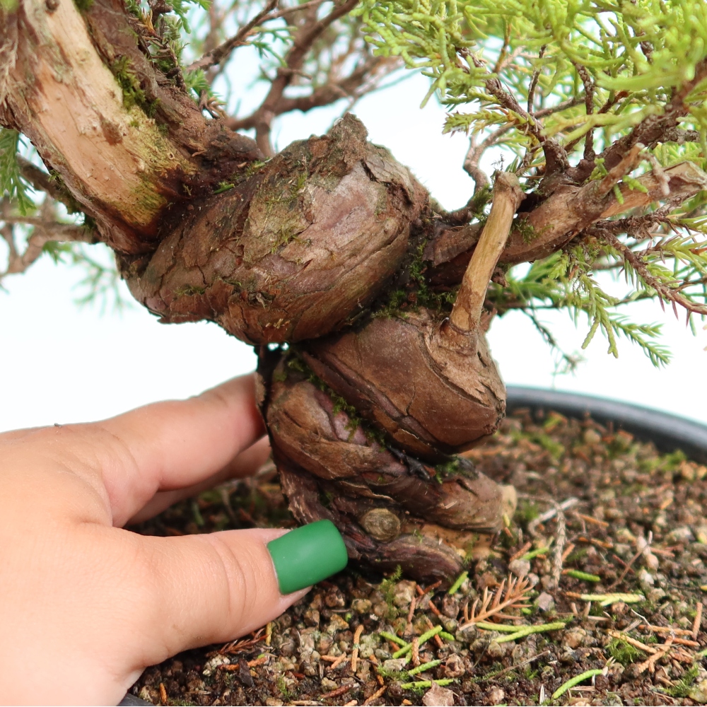 Kültéri bonsai - Juniperus chinensis Itoigawa-Juniperus chinensis