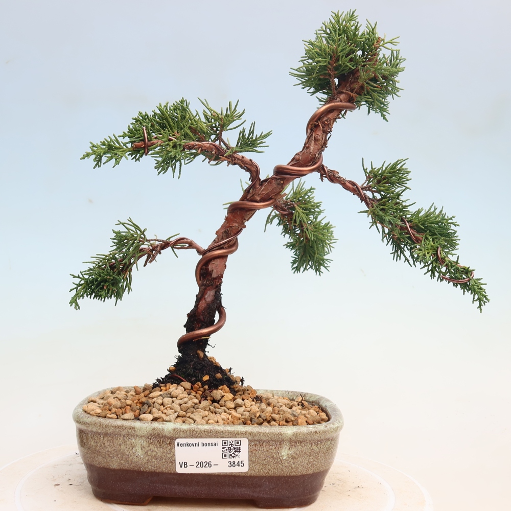 Kültéri bonsai - Juniperus chinensis Kishu