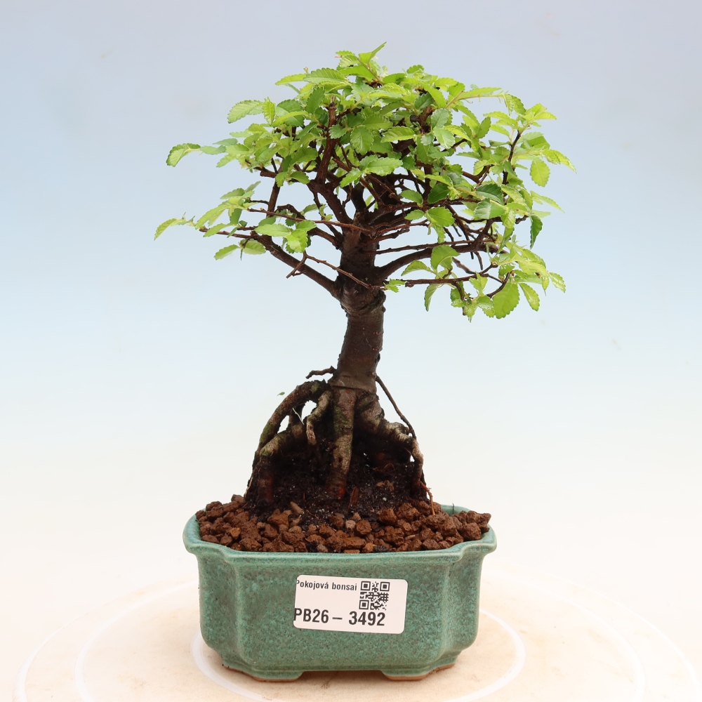 Szobai bonsai - Ulmus parvifolia - Kislevelű szilfa