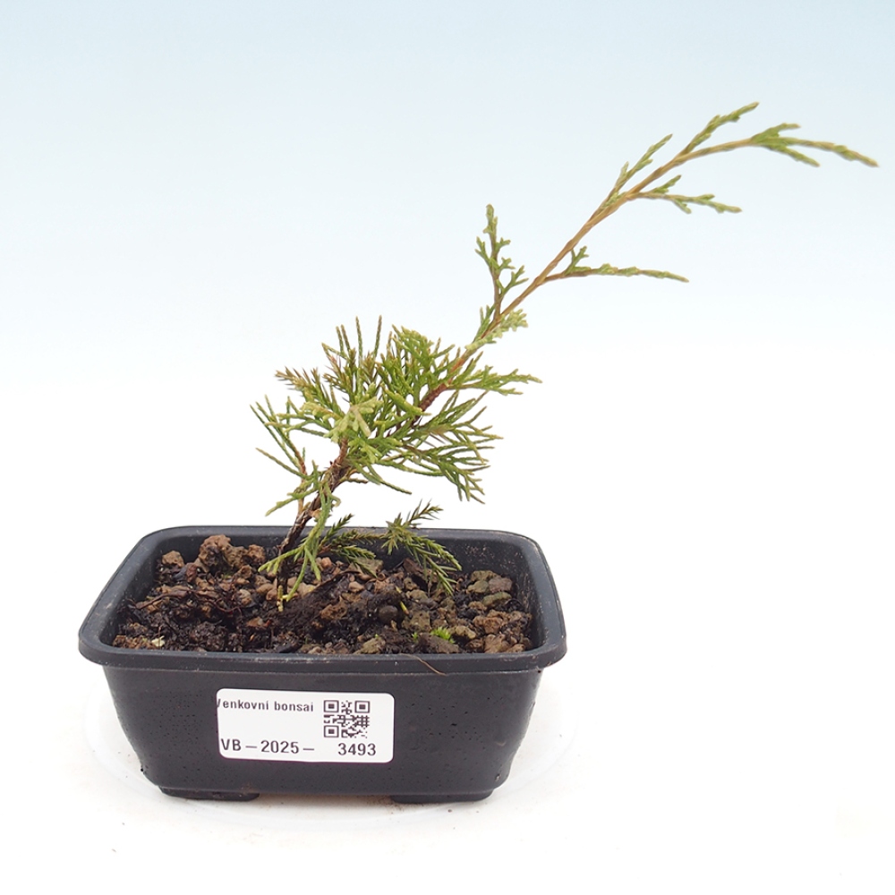 Kültéri bonsai - Juniperus chinensis Itoigawa
