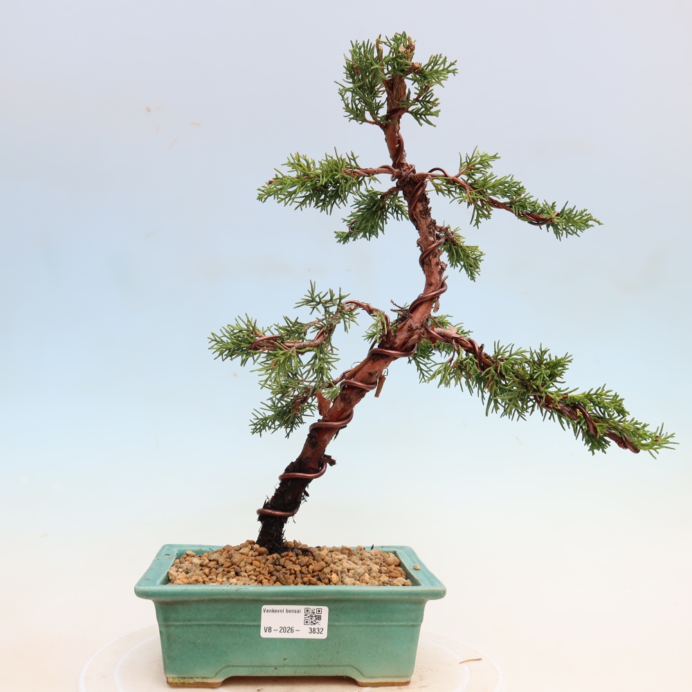 Kültéri bonsai - Juniperus chinensis Kishu