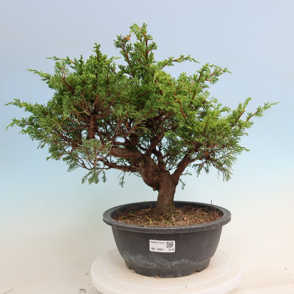 Kültéri bonsai - Juniperus chinensis Itoigawa-Juniperus chinensis