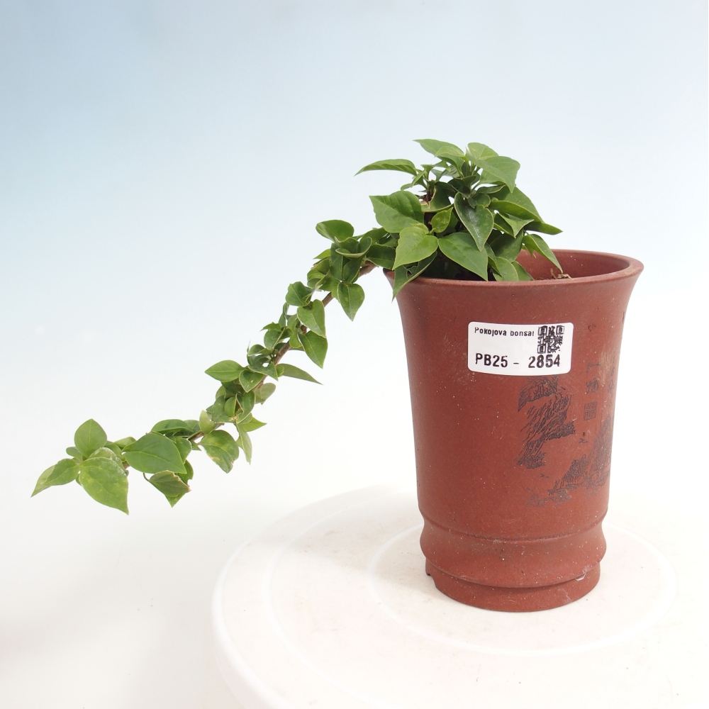 Szoba bonsai - Bouganwilea