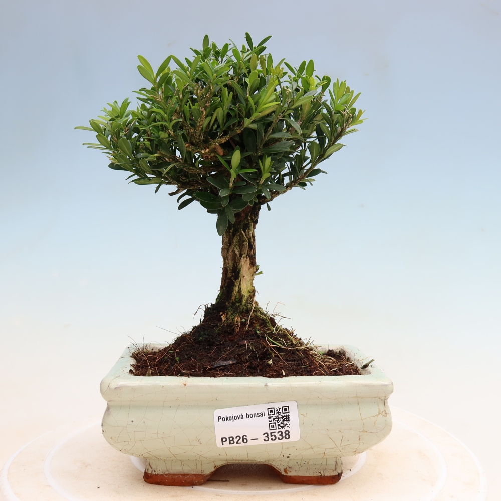 Szobai bonsai - Buxus harlandii - parafa buxus