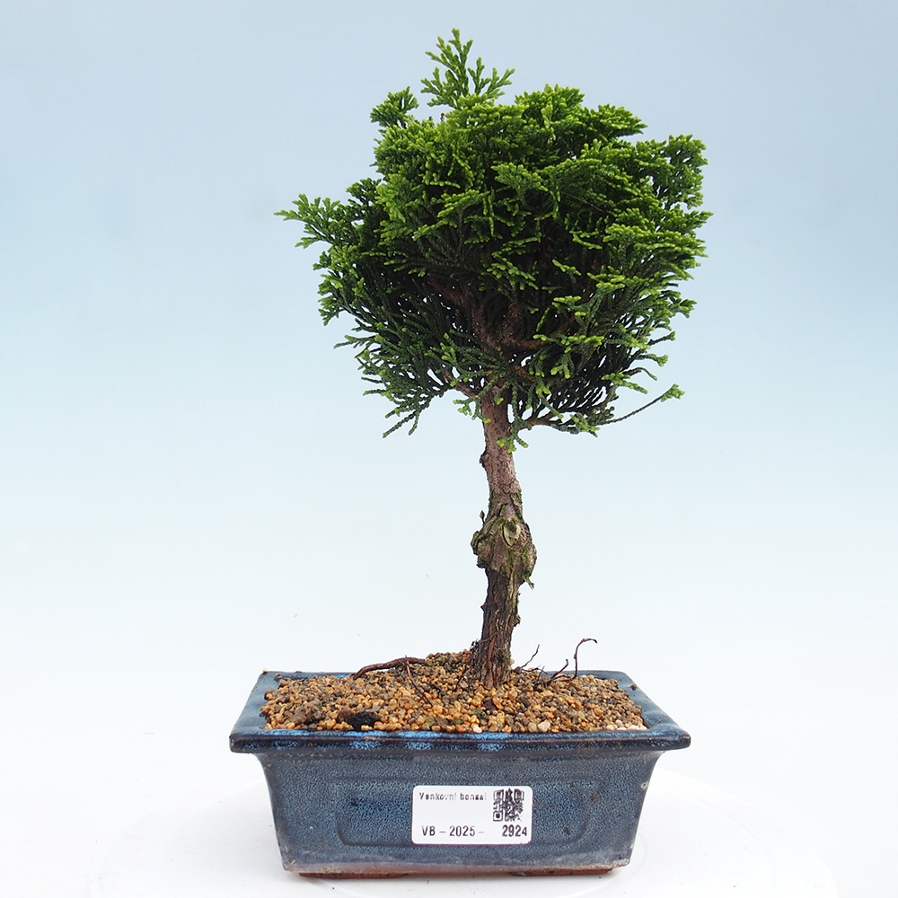 Kültéri bonsai - Cham.pis obtusa Nana Gracilis - ciprus