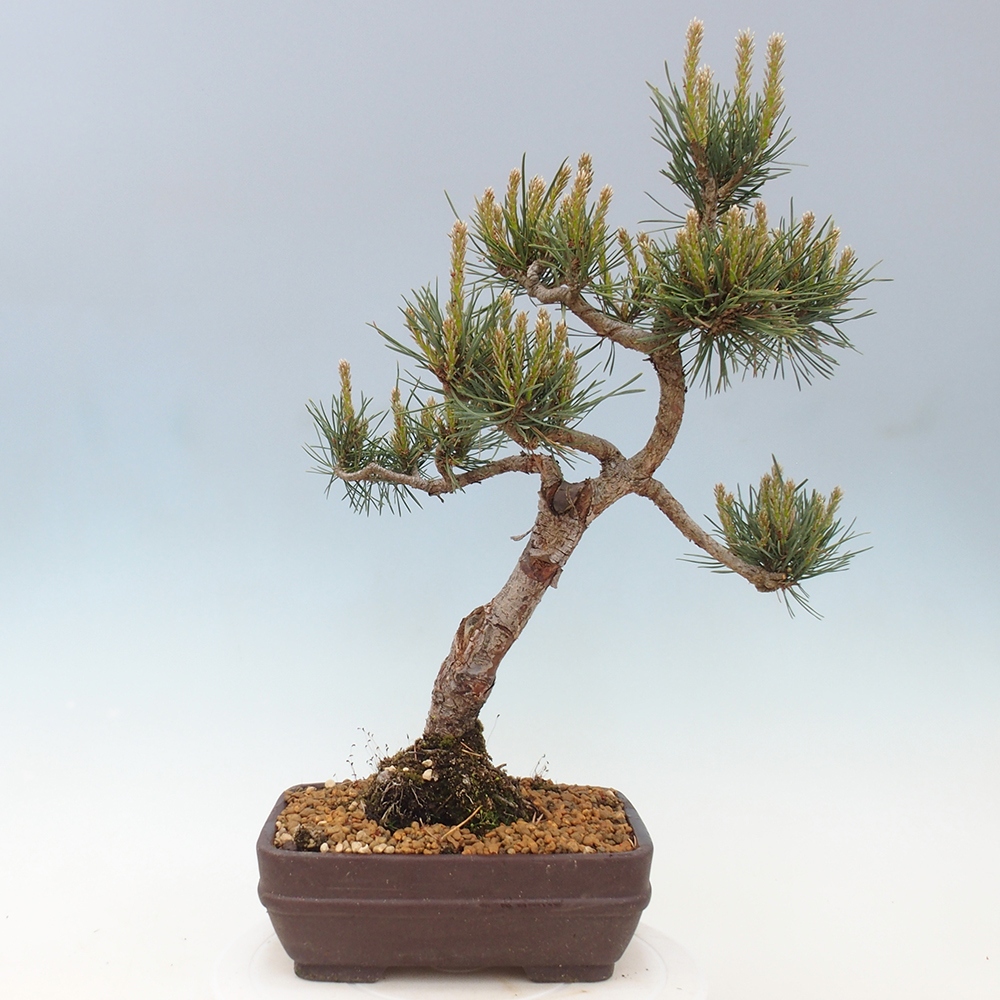 Kültéri bonsai - Pinus Sylvestris Watererri - erdeifenyő