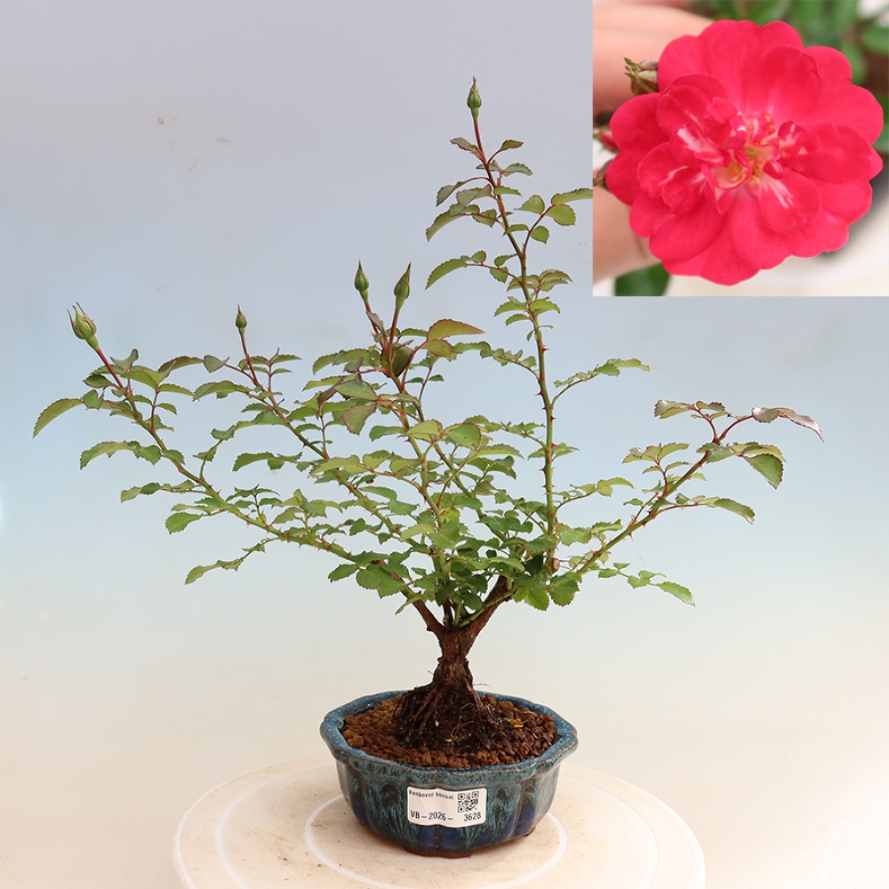 Kültéri bonsai - Rosa Kordes - rózsa