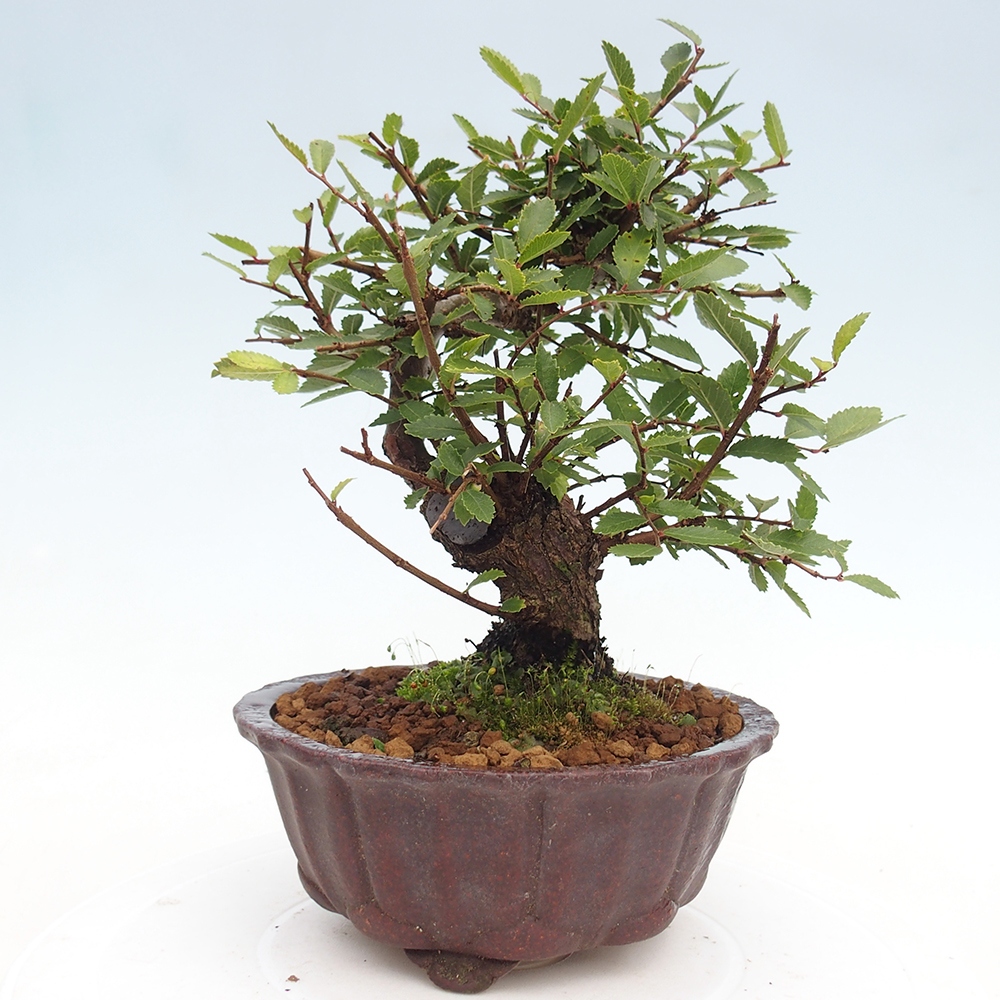 Kültéri bonsai - Zelkova - Zelkova NIRE