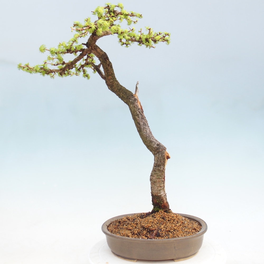 Kültéri bonsai - Larix decidua - vörösfenyő