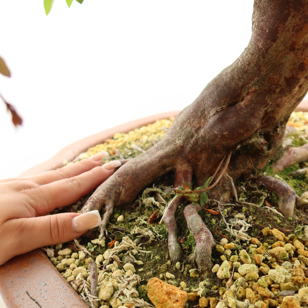 Kültéri bonsai - Japán azálea - Azalea Shunen