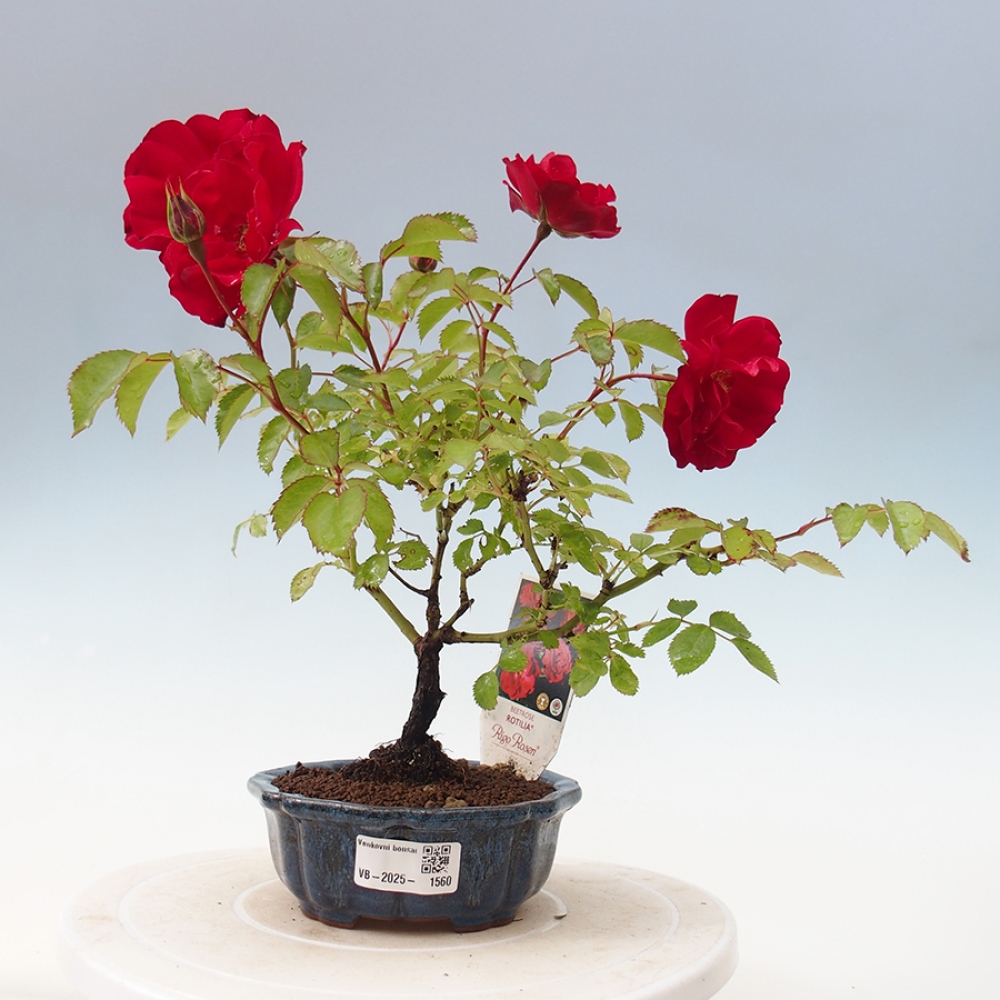 Kültéri bonsai - Rosa Kordes - rózsa