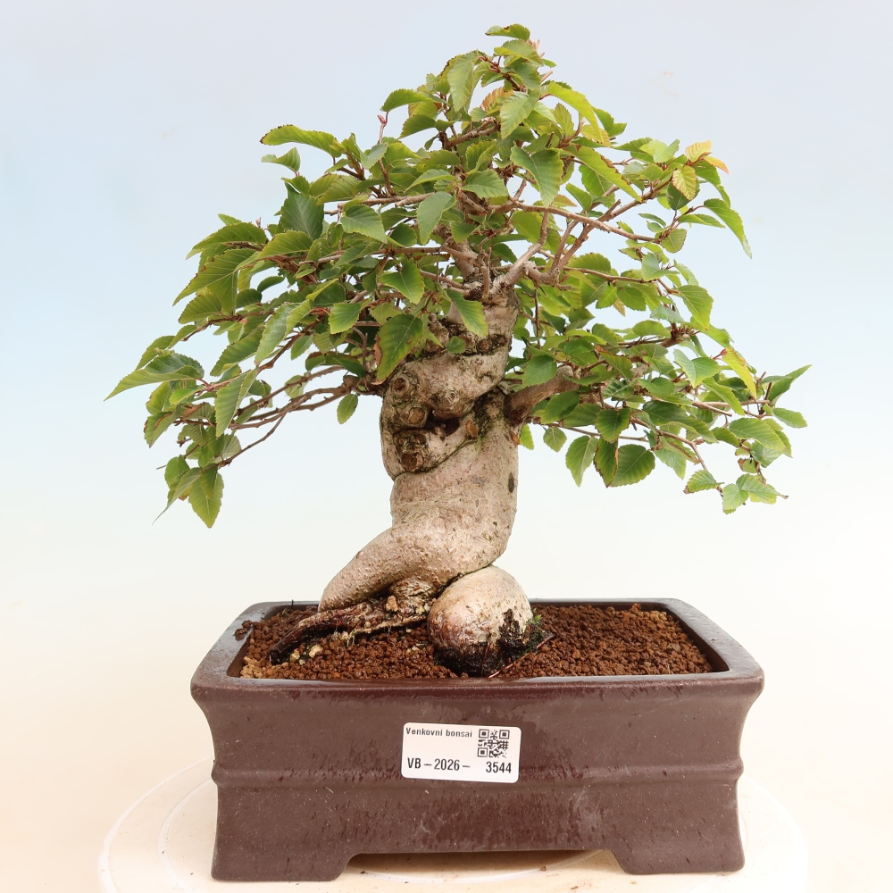 Kültéri bonsai -Carpinus CARPINOIDES - Koreai gyertyánfa
