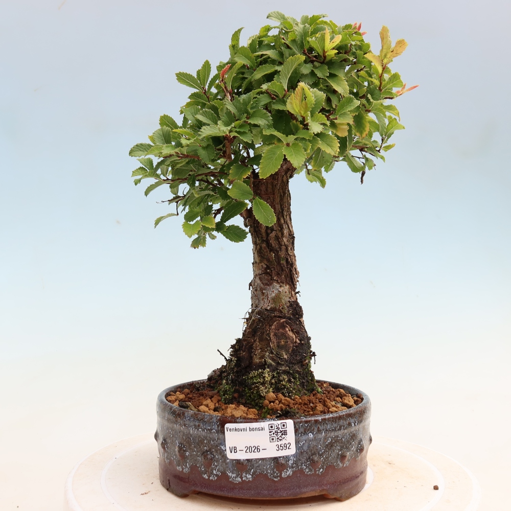 Kültéri bonsai - Zelkova - Zelkova NIRE