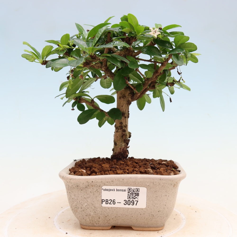 Szobai bonsai - Carmona macrophylla - Tea fuki