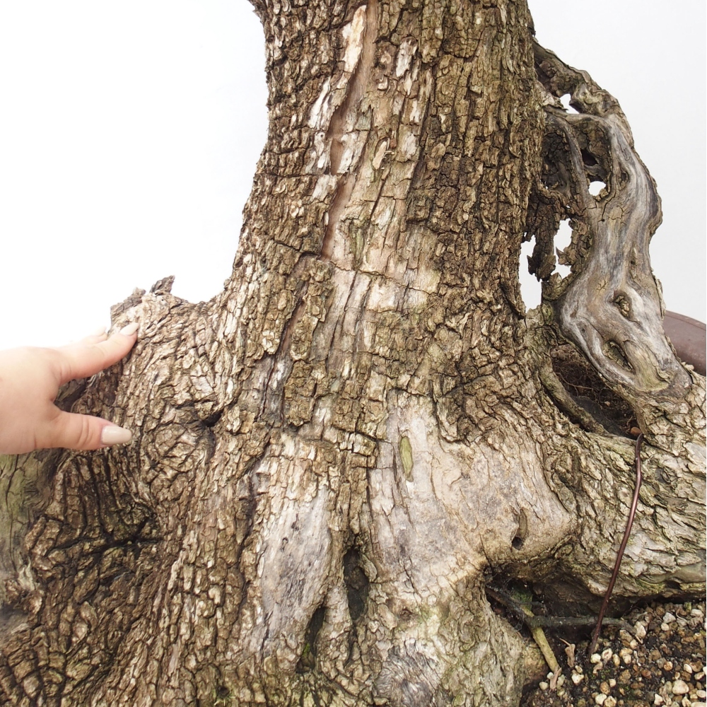 Beltéri bonsai - Olea europaea sylvestris