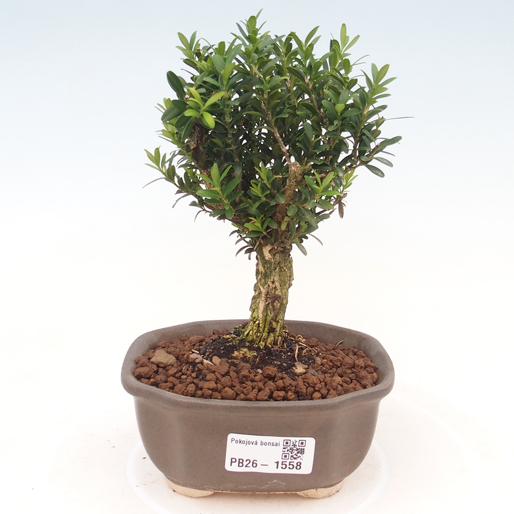 Szobai bonsai - Buxus harlandii - parafa buxus