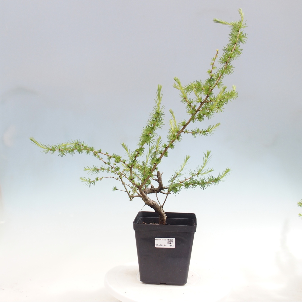 Kültéri bonsai - Larix decidua - vörösfenyő