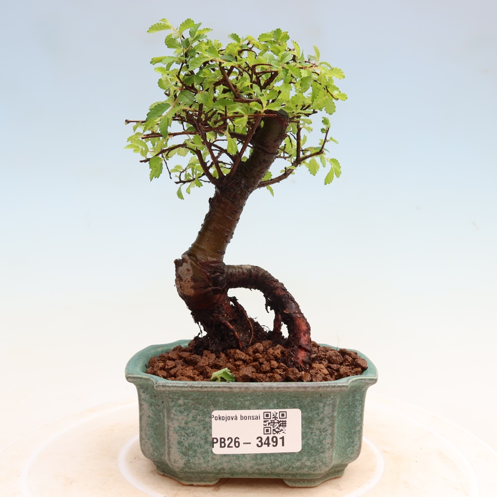 Szobai bonsai - Ulmus parvifolia - Kislevelű szilfa