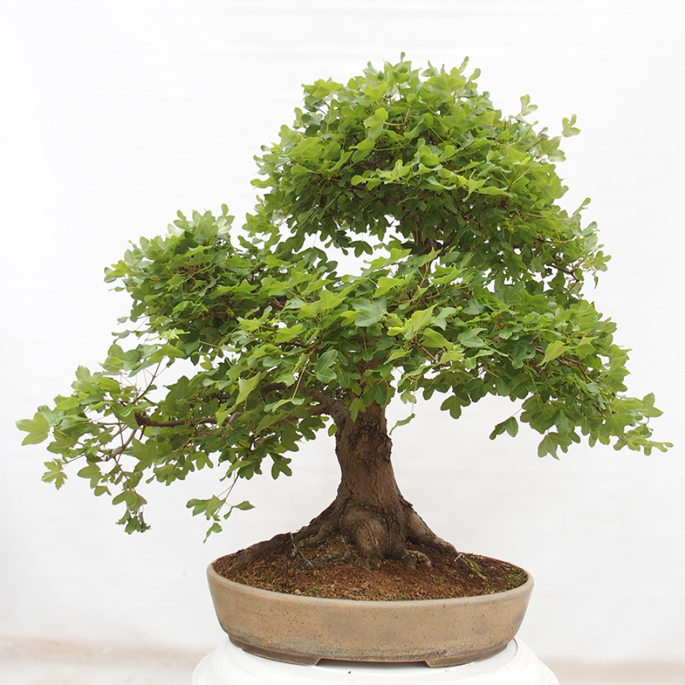 Kültéri bonsai - Francia juhar - Acer Nonspessulanum