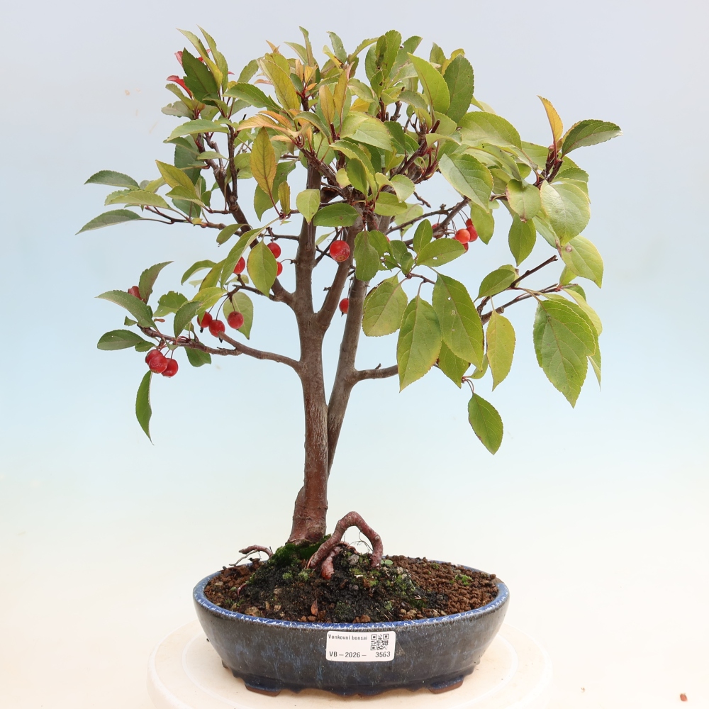 Kültéri bonsai -Malus domestica - Kis gyümölcsű piros levelű almafa