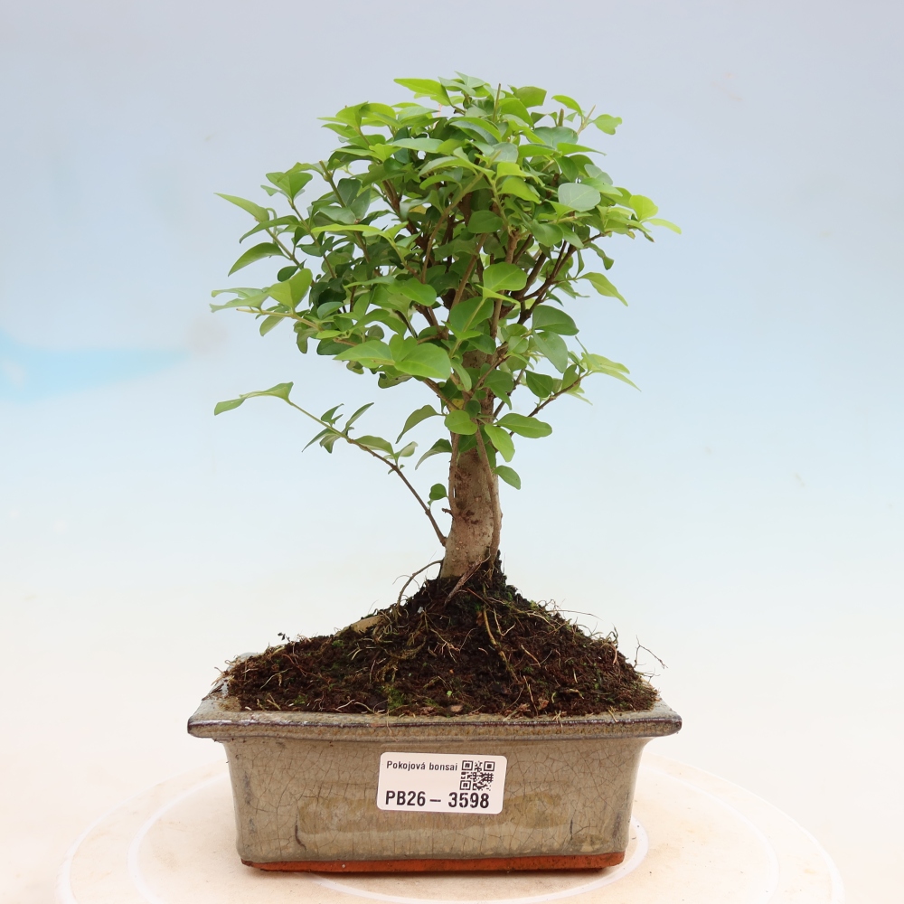 Szobai bonsai -Ligustrum chinensis - Madárcsőr