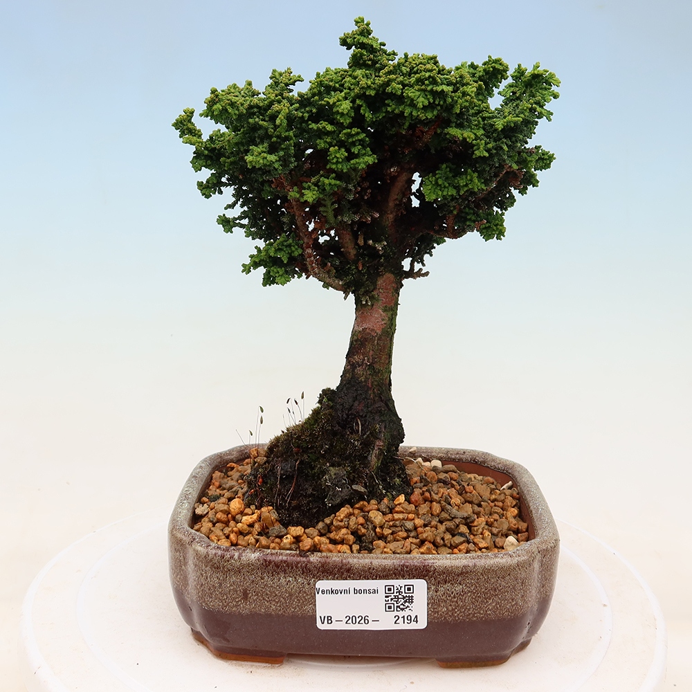 Kültéri bonsai - Cham. obtusa SEKKA HINOKI - Cifra ciprus