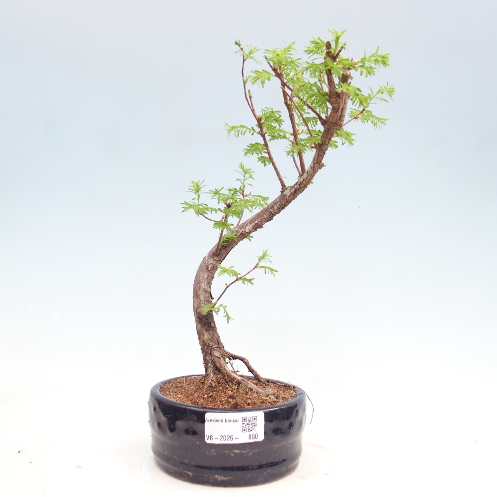 Kültéri bonsai - Metasequoia glyptostroboides - Kínai metasequoia