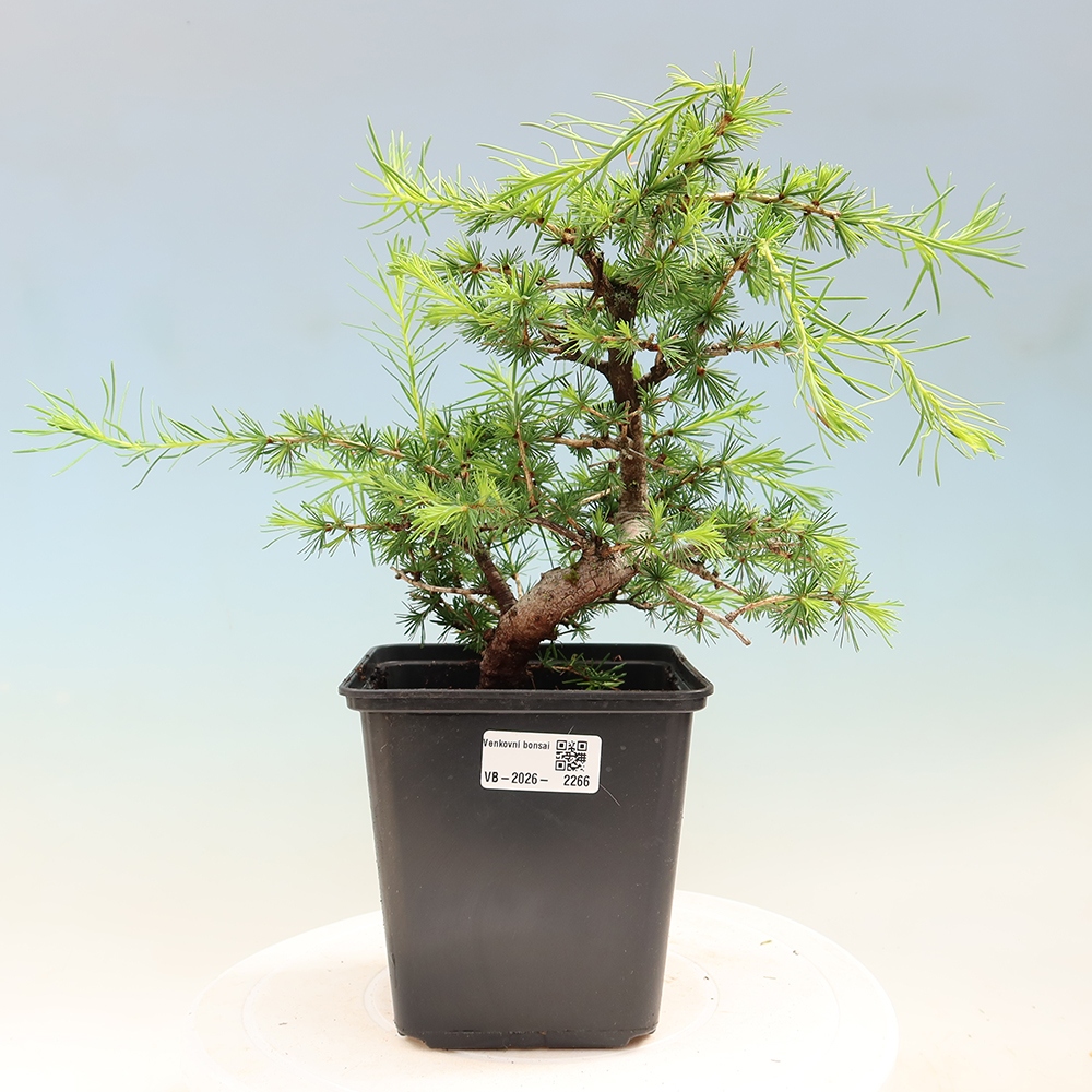 Kültéri bonsai - Larix decidua - vörösfenyő