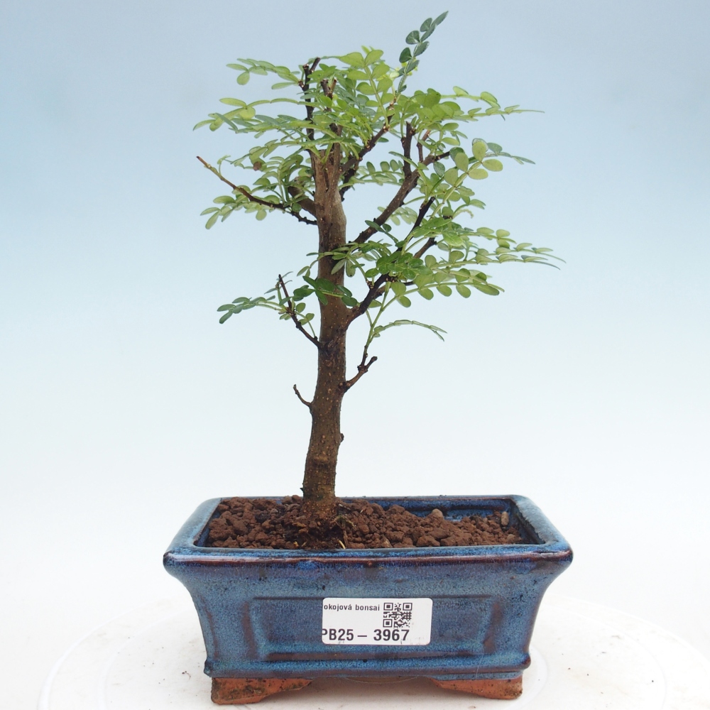 Szobai bonsai - Zantoxylum piperitum - borsfa